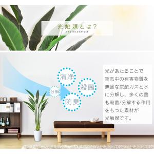 人工植物 観葉植物 光触媒 造花 植物 フェイ...の詳細画像2