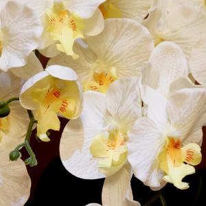 胡蝶蘭 造花 光触媒 5本立 シルクフラワー ...の詳細画像4
