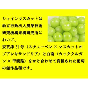 2026年度予約受付中 クール便 岡山県産 シ...の詳細画像1