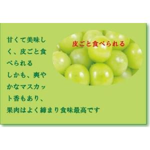 2026年度予約受付中 クール便 岡山県産 シ...の詳細画像2