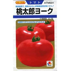 トマト　タキイ交配・・・桃太郎ヨーク・・・＜タキイの大玉トマトです。　種のことならお任せグリーンデポ...
