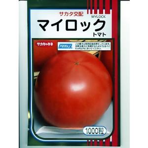 トマト サカタ交配・・・王様トマト マイロック・...の商品画像