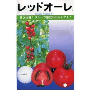 ミニトマト 種 『サンチェリーライズ（TSX-201）』 トキタ種苗/100粒