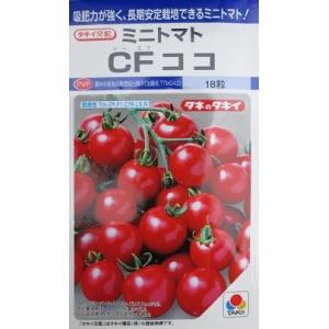 トマト　タキイ交配　ＣＦココ　登録品種　タキイ種苗のミニトマト種です。　