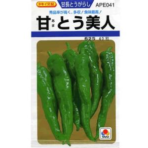 とうがらし　タキイ交配・・・甘とう美人・・・＜タキイの青とうがらしです。　種のことならお任せグリーン...