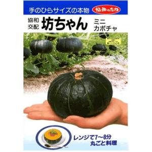 タキイ交配 グラッセ カボチャ タキイ種苗のカボチャ品種