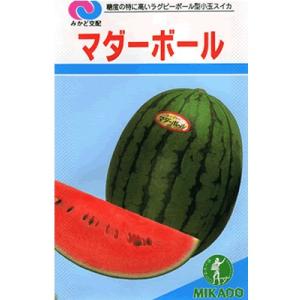 スイカ種　みかど交配・・・マダーボール・・・＜みかど協和の小玉スイカです。　種のことならお任せグリーンデポ＞｜green-depo-1