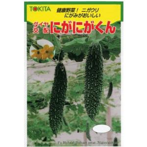 ニガウリ　ダイヤ交配・・・にがにがくん・・・＜トキタのニガウリです。　種のことならお任せグリーンデポ＞｜green-depo-1