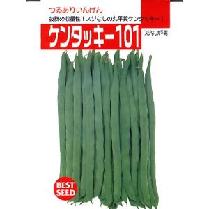 インゲン　タキイ・・・ケンタッキー１０１・・・＜タキイのつるありインゲンです。　種のことならお任せグ...