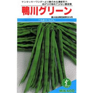 インゲン　みかど・・・鴨川グリーン・・・＜みかどのつるありインゲンです。　種のことならお任せグリーンデポ＞｜green-depo-1