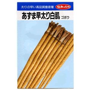 ゴボウ　協和・・・あずま早太り白肌・・・＜協和のゴボウです。　種のことならお任せグリーンデポ＞｜green-depo-1