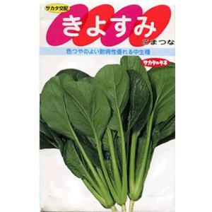 小松菜　サカタ交配・・・きよすみ・・・＜サカタの小松菜です。　種のことならお任せグリーンデポ＞