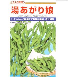 SK9-099 ブロッコリー種子 ペレット5000粒 【野菜種子】【サカタのタネ