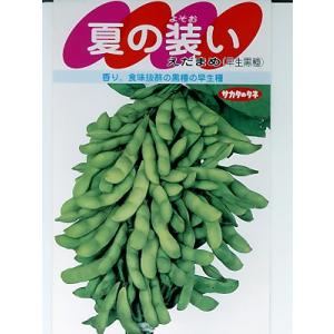 夏の装い枝豆　　サカタのタネの枝豆品種