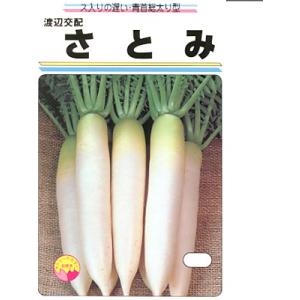 大根の種　渡辺交配・・・さとみ大根・・・＜渡辺農事の大根です。種のことならお任せグリーンデポ＞｜green-depo-1