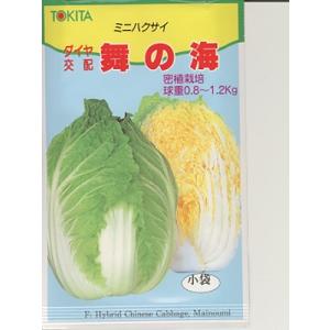 ハクサイの種　ダイヤ交配　舞の海　トキタの白菜