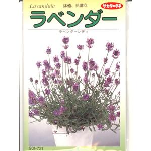 ラベンダー　サカタの種・・・ラベンダーレディ・・・＜サカタのラベンダー種子です。種のことならお任せグリーンデポ＞｜green-depo-1