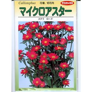 アスターの種　マイクロアスターステラローズ　＜サカタのアスター種子です。種のことならグｒ-ンデポ＞｜green-depo-1