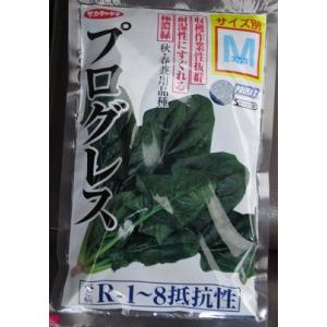 ほうれん草　サカタ交配　プログレスホウレンソウ　　サカタのタネのほうれん草品種です。