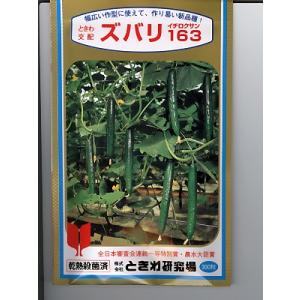 キュウリの種　ときわ交配・・・ズバリ１６３・・・＜ときわのキュウリです。種のことならお任せグリーンデポ＞
