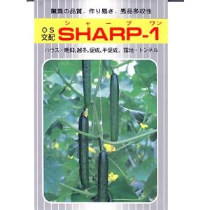 キュウリの種　ＯＳ交配　ＳＨＡＲＰ−１　埼玉原種育成会のキュウリ種子