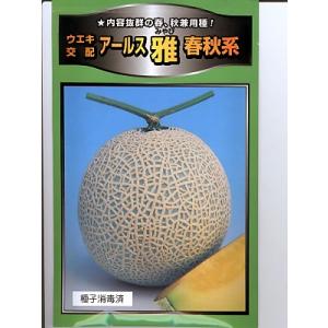 メロンの種　ウエキ交配・・・アールス　雅　春秋系・・・＜横浜植木のメロン品種です。種のことならお任せグリーンデポ＞｜green-depo-1