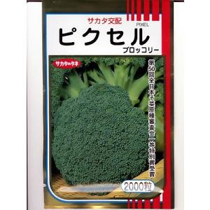 サカタのタネ ブロッコリー SK9-099 2000粒 : 種苗・園芸ショップ 種