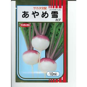 カブ　あやめ雪　サカタのタネのカブ種です。