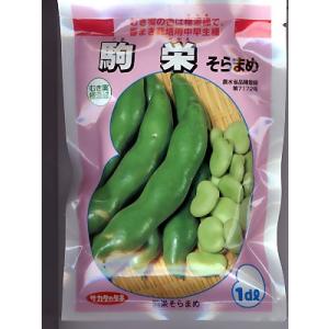 ぴる　無農薬　そら豆の種　初姫　800粒＋おまけ付き(264g) ぴる 無農薬 そら豆の種 初姫 800粒＋おまけ付き(264g) ぴる 無農薬