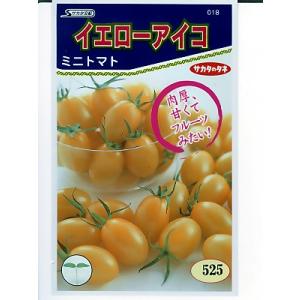サカタ交配　イエローアイコ　　サカタのタネのミニトマト品種です。