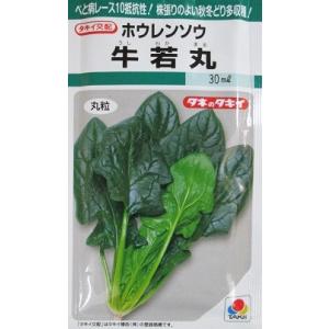 タキイ交配　牛若丸ほうれん草　　タキイ種苗のほうれん草品種です。｜green-depo-1