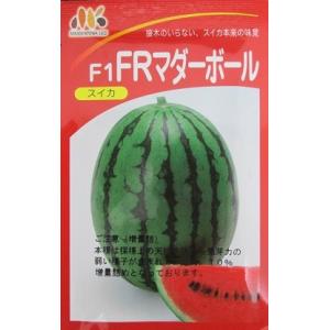 ＦＲマダーボールスイカ　　みかど協和の小玉スイカ品種です。｜green-depo-1