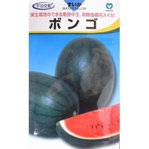 中玉スイカ種　ボンゴ西瓜　　丸種の黒皮の中玉スイカ品種です。