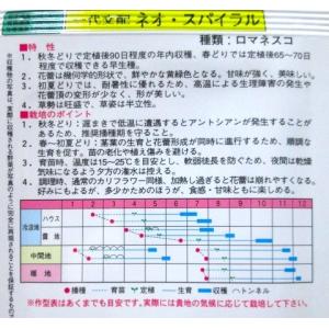 ネオ・スパイラル ロマネスコ 渡辺農事のカリフ...の詳細画像1