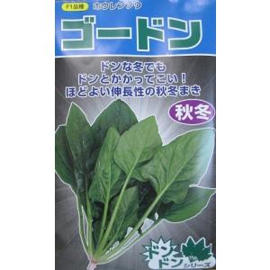 サカタ交配　ゴードンホウレンソウ　サカタのタネのほうれん草品種です。