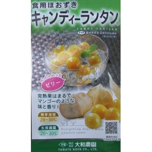 食用ほうずき キャンディーランタン 登録品種 株...の商品画像