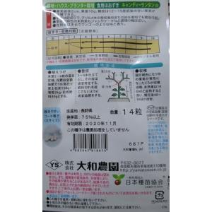 食用ほうずき キャンディーランタン 登録品種 ...の詳細画像1