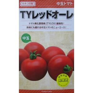 カネコ交配　ＴＹレッドオーレ　カネコ種苗の中玉トマト品種