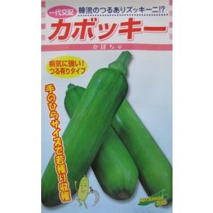 野菜種子 ズッキーニ型カボチャ「カボッキー」 100粒（松永種苗