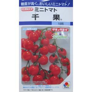 トマト カネコ交配 イエローミミ カネコのミニトマト種 : GREEN DEPO