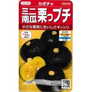 サカタ交配　ミニ南瓜　栗っプチ　サカタのタネのミニカボチャ品種です