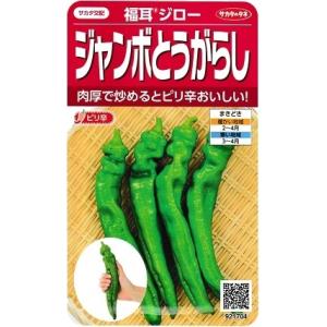 サカタ交配　福耳ジロー　５００粒　サカタのタネ　ジャンボとうがらし