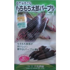 トウモロコシ種子】ダイヤ交配（トキタ種苗）ミルキーシュガー80（みる