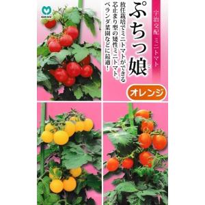 宇治交配　ぷちっ娘　オレンジ　丸種株式会社のミニトマト品種｜GREEN DEPOヤフー店
