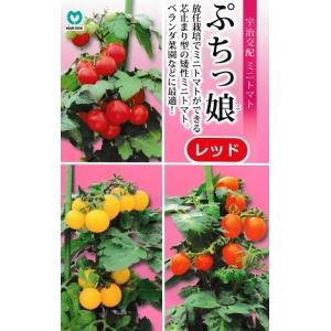 宇治交配　ぷちっ娘　レッド　丸種株式会社のミニトマト品種