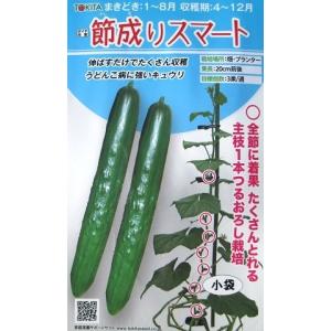 ダイヤ交配　節成りスマート　トキタ種苗のキュウリ品種