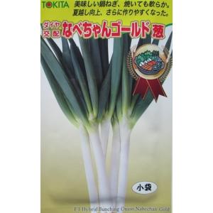 野菜種子 なべちゃんゴールド葱 小袋 トキタ種苗のタネ : Gardener s
