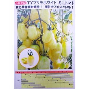 トマト　小林交配　ＴＹプリモホワイト　小林種苗のミニトマト｜green-depo-1