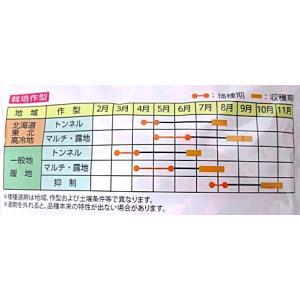 ピュアホワイトSP 雪印種苗(株)のホワイトト...の詳細画像2