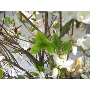 クルメツツジ 白 10本 Sagaretxe Net